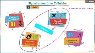 Leçon 3   Signalisation Intercellulaire