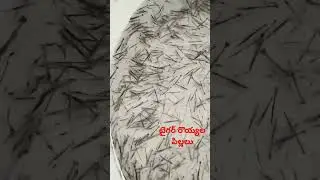 tiger prawn seed ready to pack #tigershrimp #aquarium #tigerprawns #tigerprawn