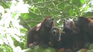 Mono Aullador (howler monkey)  Tayrona