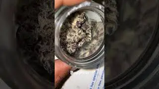 Weird budporn 🥹