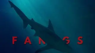 FANGS | LB Entertainment™