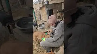 Спасибо  помогающим Ташкент #приютдлясобак #приюткарипиди #спасениесобак 5614 6822 1928 2581