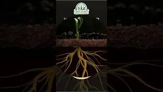 Watch Incredible Root Growth with Farmbuddy Root's Buddy! | Stronger Plants, Faster Growth! #roots