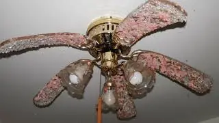 Mold Damage Ceiling Fans Part 12