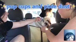 pupcups and ✨pixie dust✨(ft. ollie and athena)