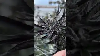 Sun-Grown in Colombia 🇨🇴 at one of the greenhouse side projects