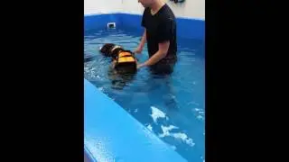Dog at water therapy for Degenerative myelopathy
