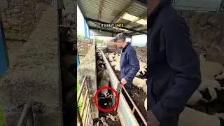 He is Best Sheep Sorting Master ❤️