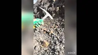 和泉層群で化石採取！2026年もよろしくお願いします。