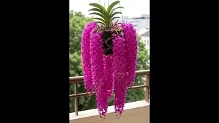 Sàn Hoa Lan 0936147233 xả trâu Tết