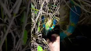 Swamp Survival: Catching a Giant Lobster #shortsyoutube #wildanimals