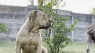 Real Boerboels - Raised Hackles
