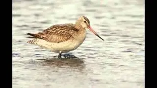 LA AGUJA colipinta