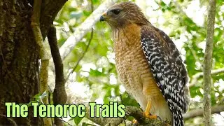 The Tenoroc Trails