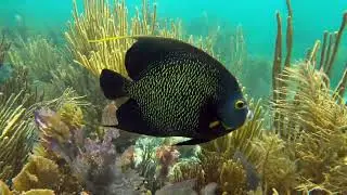 Biscayne National Park Snorkeling