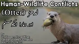 Otter And Our Ecosystem | Pani Ki Billi | Ludhar Ka Ecosystem Main Kirdar