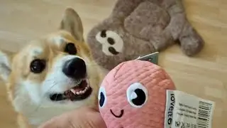 My Corgi vs. Octopus Toy 🐙 | Lovetto Dog Toy Test!🦊🐾😍