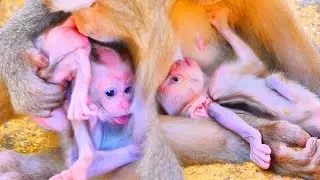 Observing Old Monkey PINKA 🐒💞 | Gentle Care and Early Learning with Her New Baby