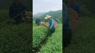Smart way to pick tea #farming