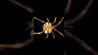Pycnogonid&nbsp;Sea Spider