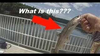 Winter Fishing (frostbite)!!!!!