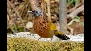 CHESTNUT-CROWNED LAUGHING THRUSHES