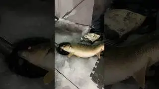GIANT WALLEYE RELEASE! #walleyefishing #fishing #icefishing #walleye #outdoors