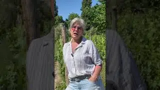 Gabriela Furlotti pro degustaci žensk&yacute;ch v&iacute;n