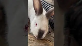 Rabbits in a Rabbitat #shorts