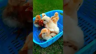 Baby Chicks Chirping ASMR 🐣 #adorablechicks #birdsounds #babychicks #babybirds #asmrsounds #chirping