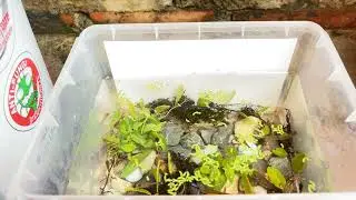 Great Catch Stunning Freshwater Aquarium Fish in Small Pond, Discus, Goldfish, Pencil Fish, Guppies