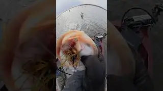 Fish love eating crawfish&hellip; throw a jig! #fish #fishing #bassfishing #shorts
