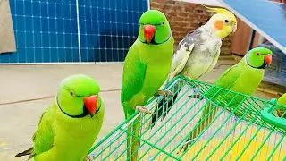 Indian Ringneck parrot sound😱 # Talking parrot video😱 #viralvideo #talkingparot #nonstoptalkingparot