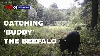 Plymouth Police to announce Wednesday where the beefalo will be going