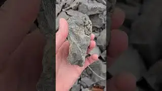 #horncoral #michigan #devonian #beachcombing #alpena #fossil #quarry#rocks #rockhounding #rugosa