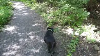 Pachella Field P10 Wissahickon Valley Park Dog Walk