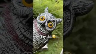 Surprisingly this creepy plastic owl scared away all the squirrels from my garden🦉#owl#pests#garden