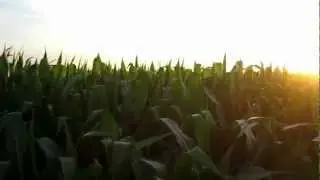 Attacked in the cornfield