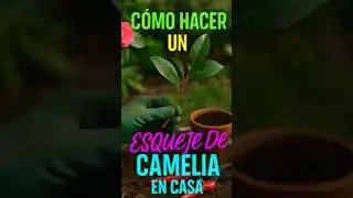 REPRODUCE CAMELIAS EN CASA! 🌿 Esqueje PASO A PASO (&iexcl;Enraiza en 30 D&Iacute;AS!)