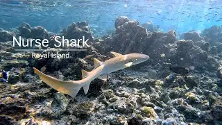 Nurse Shark at Royal Island Resort and Spa : snorkeling in the Maldives