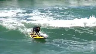 Surfing Animals Compilation
