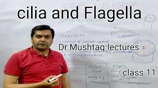Cilia and Flagella | Dr Mushtaq lectures | Class 11