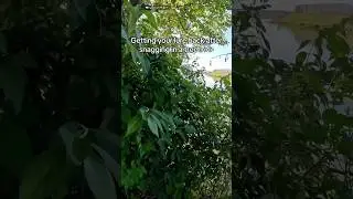 The best luck I&rsquo;ve had after casting into a tree 😂 #fishing #fishinglife #trending #trendingshorts