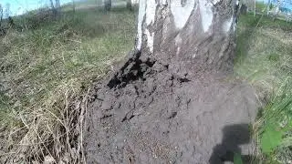 Video exhibition Ants/ Видеозаставка Муравьи
