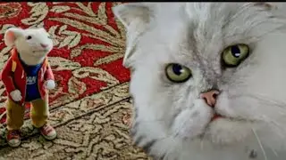 Stuart little ने snowball की मदद अपनी gf ढूंढने के लिए #stuartlittle #stuartlittle2
