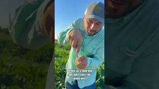 Как сделать рожок из тыквы #садовыеразвлечения #сад #фермерство #тыква