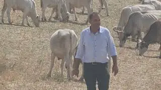 Nejder Dik Charolais s&uuml;r&uuml;s&uuml;n&uuml;, beğendi.