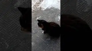 Моя кошка бирюзовыми глазами #красиваякошка #cutecat funnycat