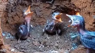Sibling Rivalry: Baby Birds and Their Food