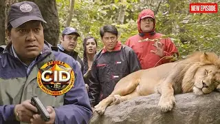 सीआईडी ​​टीम का हुआ जंगल में शेर के साथ सामना  || CID | Latest Episode ||
